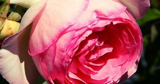 Cabbage Roses. What You Need to Know