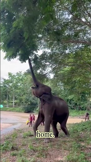 A Must-Visit Elephant Sanctuary in Chiang Mai | Meet Rescued Elephants Ethically #elephant