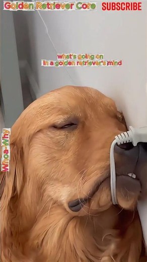 Golden Sweetheart Dogs Being ABSOLUTE Goofballs! 🐕💛 #goldenretriever #golden #dog