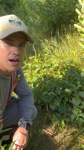 Unlocking Wildlife Secrets: American Hazelnut Magic for Deer and other Wildlife🦌🌳