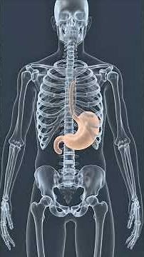 What If Your Stomach Expanded Like a Balloon #humanbody #shorts #healthtips #usashorts #whatif #