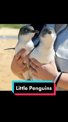 Adorable Little Penguins in Australia