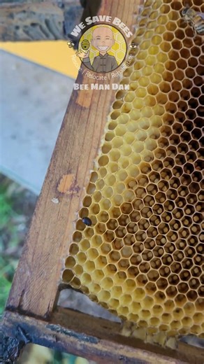 Hive beetle infestation of a #honeybee colony