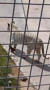 El tigre blanco 🤣🤣 #josegaming | José Gaming