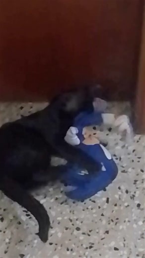 Sonic versus shadow