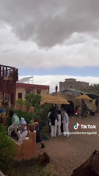 Collectors Guild on TikTok