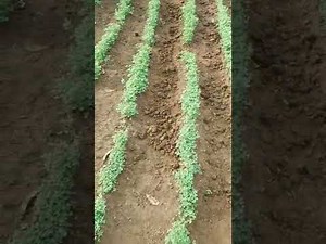 essential goats pastures....how to plant alfalfa(0762675929)