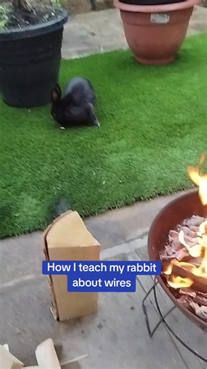 Terry Hutch. Can a rabbit be wire reactive ? Which force free techniques are effective ? #rabbitsoftiktok #fur #beatrixpotter #knowledge #animaltesting