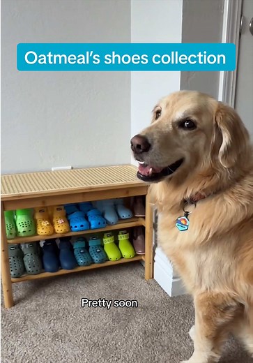 Oatmeal's Dog Shoe Collection | Wagwear Review