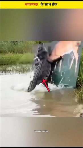 People Prank Crocodile with a Fake Deer Photo