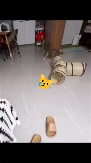 emile | Hoy solo hay recomendación Canción yung craka buy u #noracism #ganamstyle #mascotas | Instagram