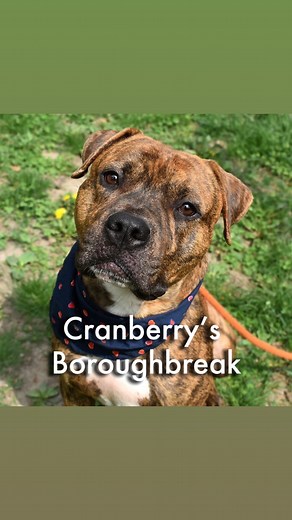 Status: Available for adoption! Cranberry is a shelter long-stay who is a favorite of many staff and volunteers alike. He’s a boroughbreak and sleepover MVP, and now he seeks your help to leave the confines of the stressful shelter setting. Though we try to keep him as comfy as possible, Cranberry who initially would bounce up and down at the idea of going out for his walks, now appears more stressed, afraid, and reluctant to exit the two front doors of the shelter. Cranberry can take a moment t