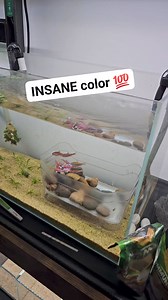 1.9M views · 13K reactions | Nature makes some pretty cool creatures  #fish #nature #vibes | Aquapros | Facebook