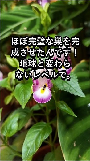 【豆知識】クモは宇宙でも巣を張れる！無重力の適応力