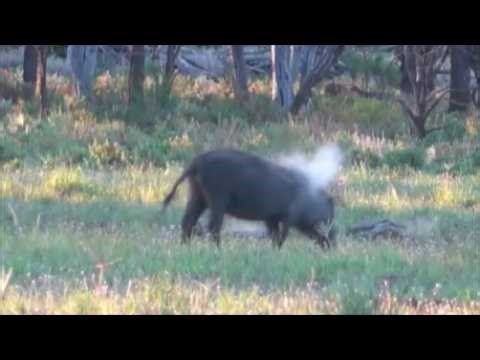 6 months Hunting pigs / hogs Australia, Western NSW