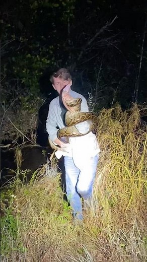 Another Burmese Python in Southern Florida taken out! Throwback with ‪@duffdoesnaturestuff‬