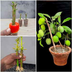 How To Grow Mango Tree From Cuttings / Very Easy And Simple Technique | DIY IndoorGarden