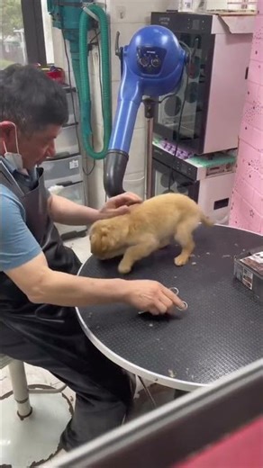 Cute Dog Doing Adorable Tricks #dogtricks #cutedog