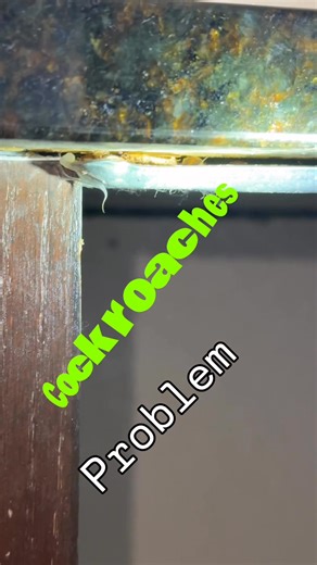 Lion Pest Control doesn’t just spray; we take the time to do a detailed inspection. #pestcontrol #sanantonio #texas #roaches | Lion Pest Control