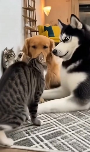 14 reactions | Funny pets  | Cat Nature | Facebook