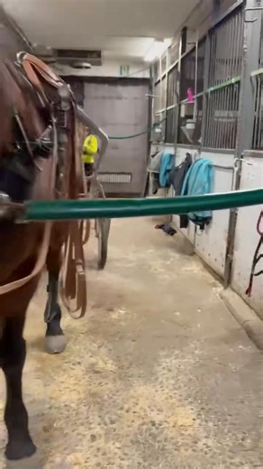 6.5K views · 86 reactions | Ravikoulun ”pojat” pääsivät mukaan lenkille valmennuskurssilaisten kanssa! Diori ja Kunkku tekivät yhteisen monteharjoituksen ja muut menivät kärryistä. #vermoareena #vermonravikoulu #ravikoulu #raviurheilunnuorisotoiminta | Vermon Ravikoulu | Facebook