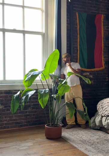 Plants are thriving in my space. They’re enjoying all this natural light! #plantsoftiktok #plantdad #loft #boyapartment