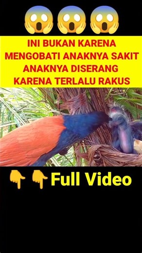 CAPEK CARI MAKAN ANAKNYA TAK PERNAH KENYANG ⁉️😡 #greatercoucal #birds