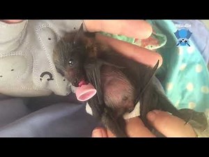 Twin baby flying-foxes in care: Velcro and Klingon