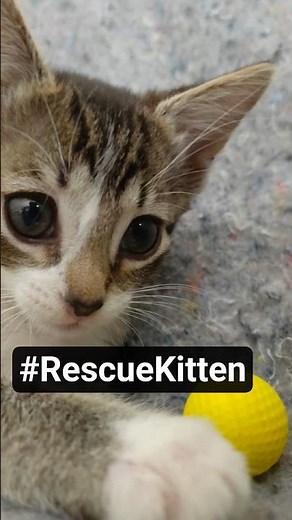 ...frisky ball biter rescue #kitten #shorts #fyp #adorable