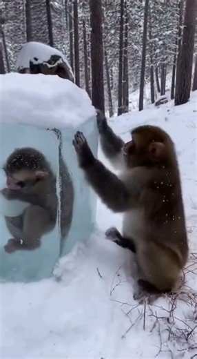 I can't believe my eyes... 😱💔#shorts#viral#fyp#snow#monkey#animals#viralvideo#funny#comedy