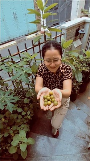 Calamansi in a pot! #vietnam #harvesting #garden #calamansi #organic #potgardening #sustainability