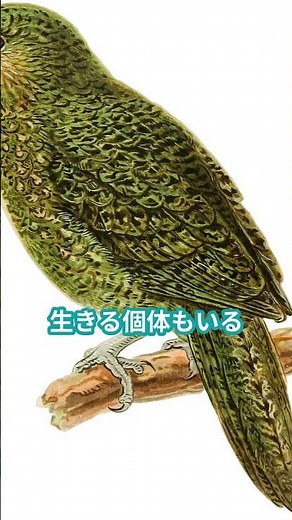 🦜\\*\\*「飛べない！でも超モテたい!? 世界一レアなオウム『カカポ』の不思議すぎる生態」\\*\\*🌿 #カカポ #生物 #自然 #プチ知識 #生態解説 #鳥 #雑学 #shorts