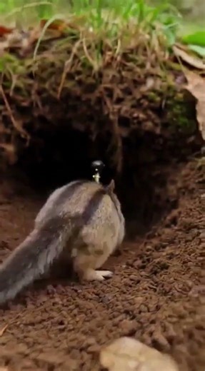 Real Chipmunk Burrow POV 🐿️ | Tiny Camera Shows Secret Underground Life