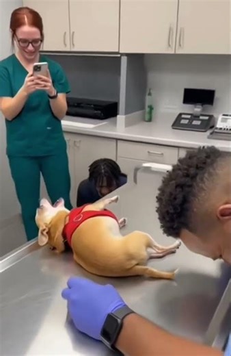 Wait for the reaction! 😂 This little Chihuahua just gave the most Oscar-worthy