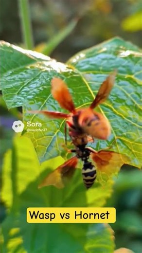 Wasp vs Hornet