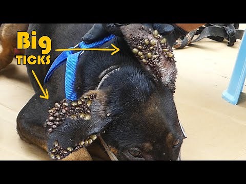 Removing Many Ticks From Dog's Ear