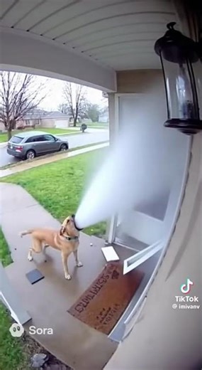 well hello there buddy, where'd you come from? #funny #sora2 #sora #ai #memes #tiktok #dog #dogmemes