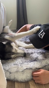 My Husky Says I Am Snoring 😳👀 | Meeka The Husky