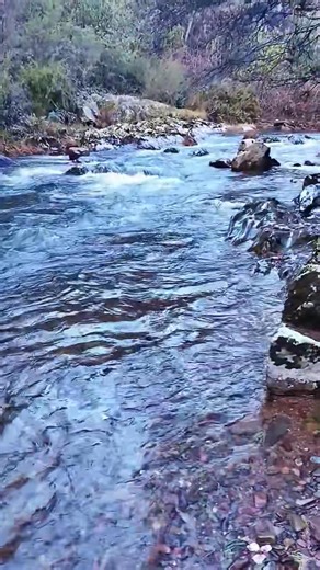 Buckland River, Buckland River Valley, 15 Km. This section is particularly magical. River flows over gravel, sheet rock, and through natural channels created by mossy boulders Ern, 16/8/25. | Victorian Creeks and Rivers; Friends of Deep Creek