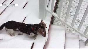 93K views · 1.7K reactions | Watch this simply because there's nothing better than a puppy dog playing in the snow ❄️ | The Weather Network | Facebook