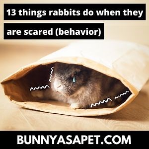 13 Things Rabbits Do When They Are Scared (Behavior)