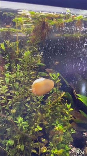 Snails in aquariums #fishkeepinghobby #fishnerd