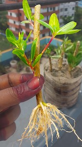 How to different way grow periwinkle plant at home from cutting || Best cutting method for home gardening | Dian Creative