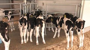 7.1K views · 123 reactions | Healthy calf rearing forms the basis for performance orientated and profitable dairy farming. The optimum foundation for successful calf rearing is provided by GEA automated calf feeders. They fed your calves according to their needs and reduce your routine work in calf rearing to a minimum. | GEA Farming | Facebook