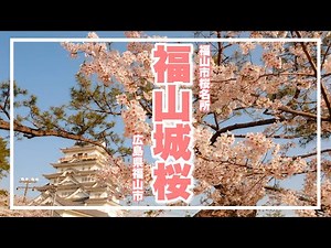 【福山城公園の桜】令和の春、天守閣に満開の桜景色！〜Cherry Blossom Fukuyama Castle〜（広島県福山市）／備後カメラ部