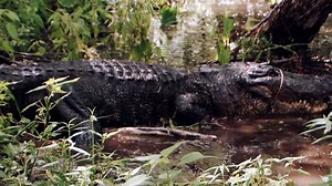Hunting gator on land is dangerous, but this behemoth is worth the risk. | Swamp People on History
