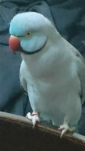 World's Smartest Talking Parrot 👑