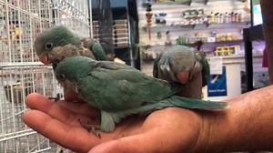 19 reactions · 9 comments | Baby Quaker Parrots just in! 4 blue, 3 green Great talkers and full of personality! Give the shop a call on 44229271 for more info! | Fins, Fangs n Feathers Nowra | Facebook