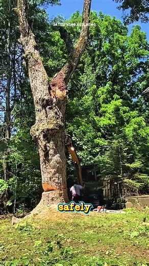 Massive Tree Felling Process Using Chainsaw and Excavator Push!#shorts#chainsaw#sawblade#treecutting