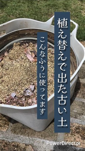【多肉植物】植え替えで出た古い土再利用していくー！ #多肉植物 #ガーデニング #庭作業 #succulent
